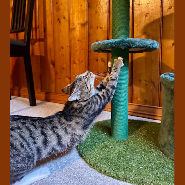 Photo of Fish   Located In Brunswick West