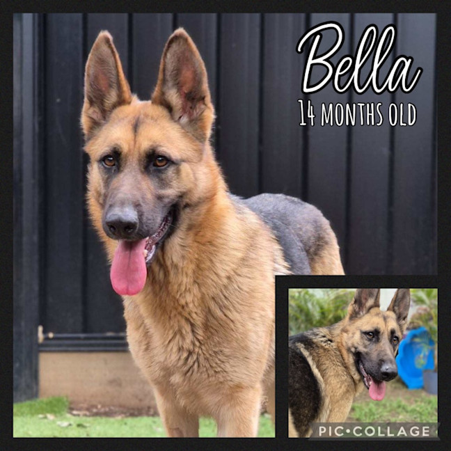 Photo of Bella 