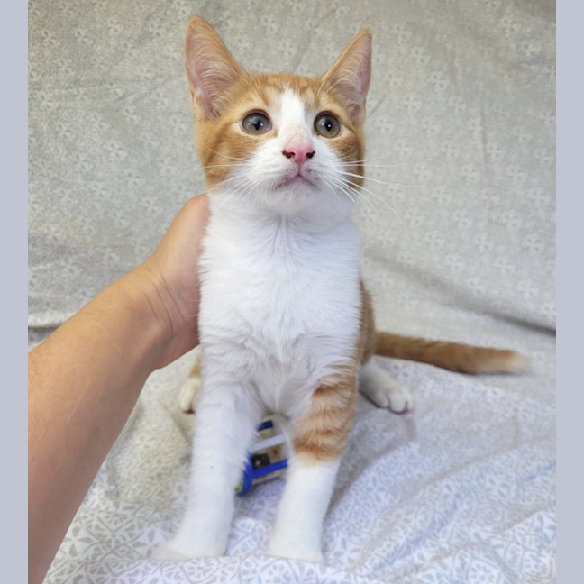 Photo of Tangerine 🍊 