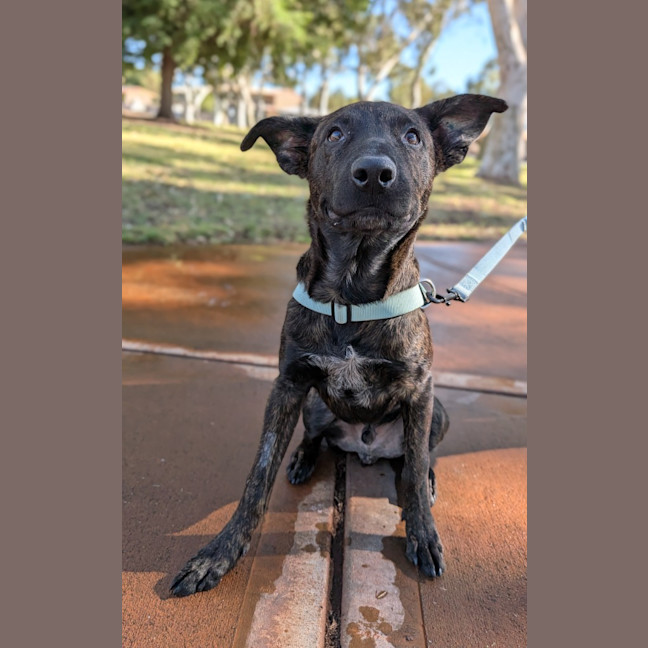 Photo of Koda