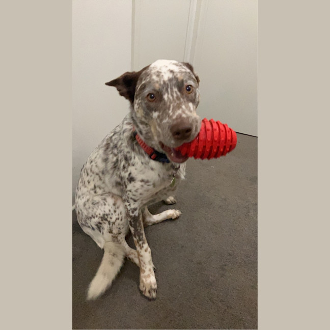 Photo of Willow   5 Year Old Cattle Dog X Kelpie