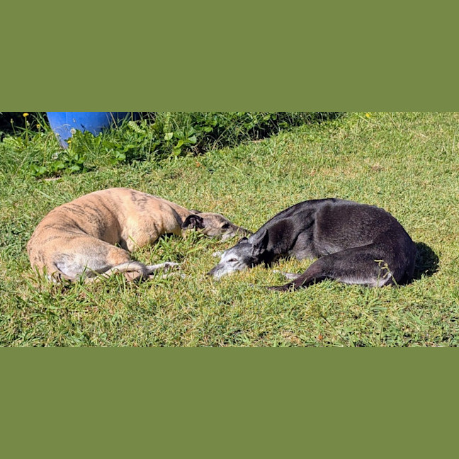 Photo of Silver, The Greyhound