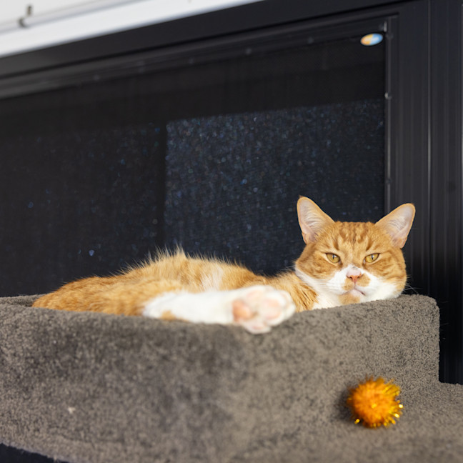 Photo of Cheeto