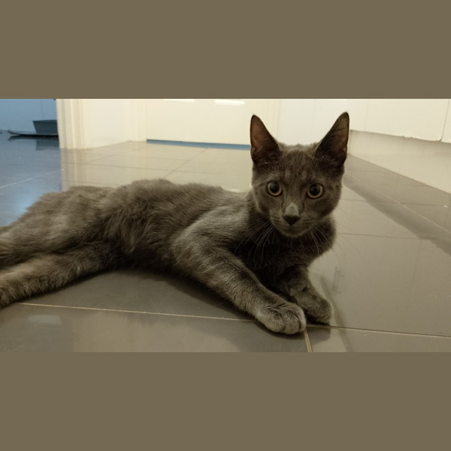 Photo of Stripey Gazza