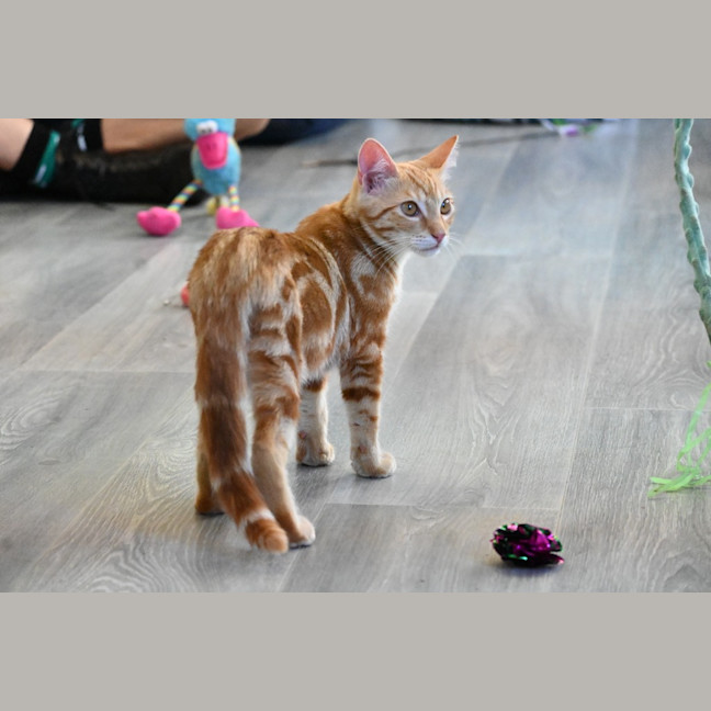 Photo of Pappardelle