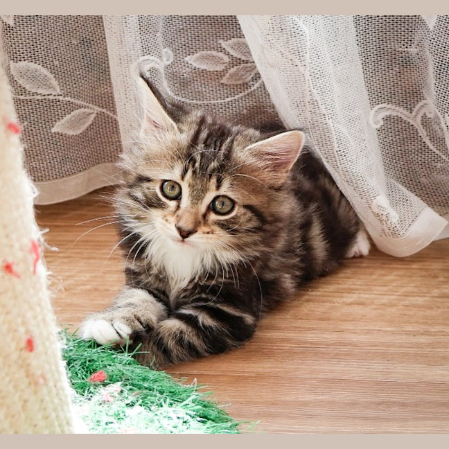 Photo of Max