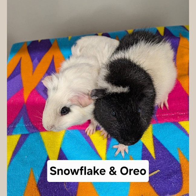 Photo of Snowflake & Oreo