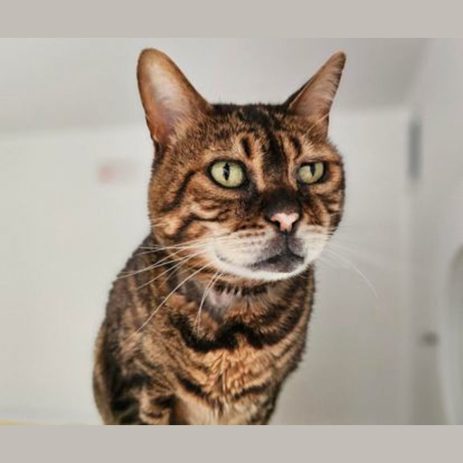 Photo of Apollo