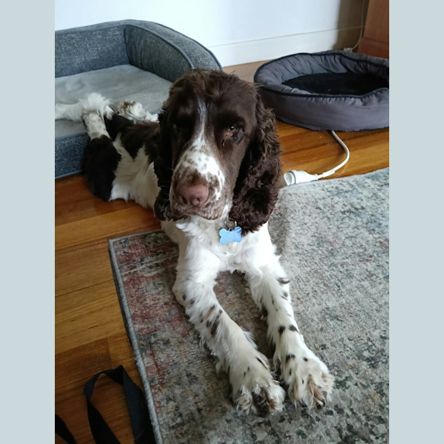 Photo of Alfie