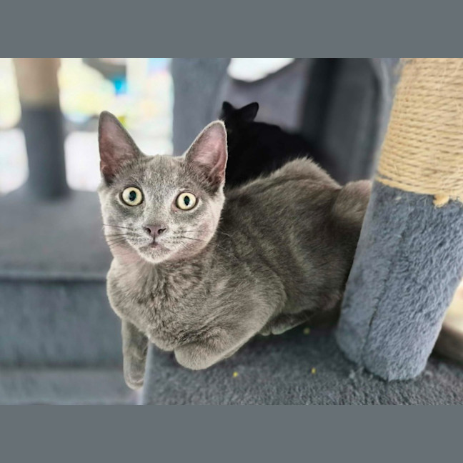 Photo of Mikael ** 2nd Chance Cat Rescue**