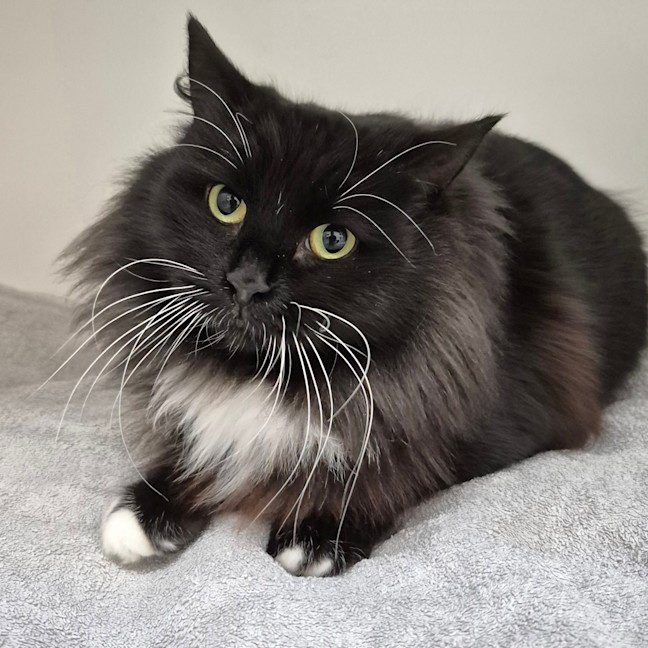 Photo of Tilly