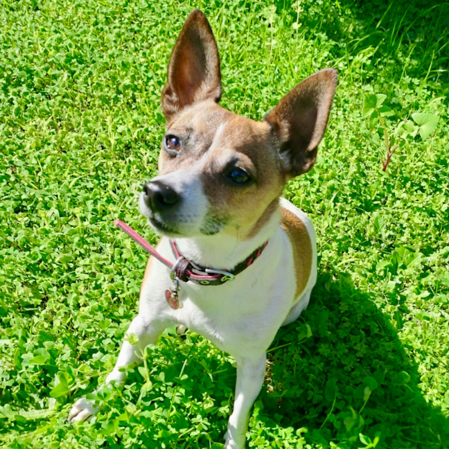 Photo of Cutie Trixie 