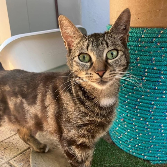 Photo of 13340   Ember