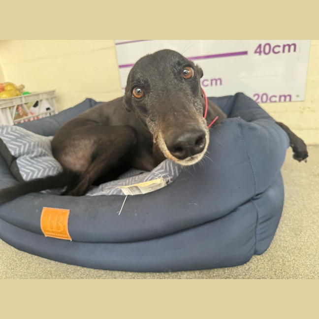 Photo of D1251 Colby