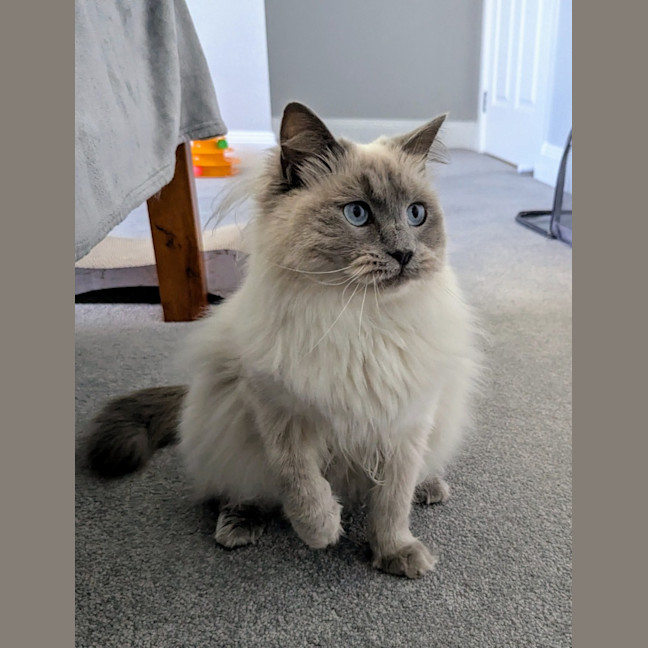Photo of Tilly