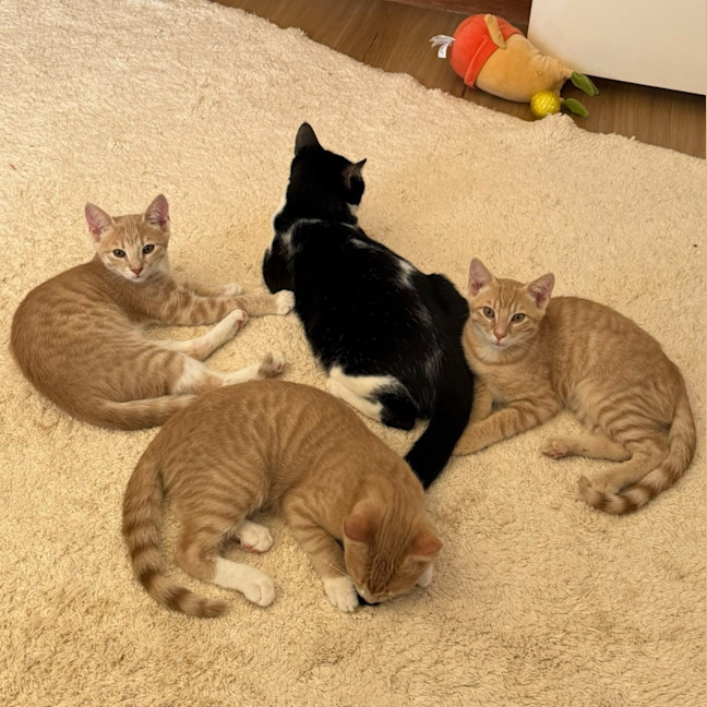 Photo of Bagel