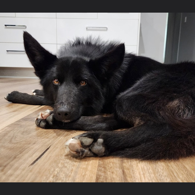 Photo of Pumba