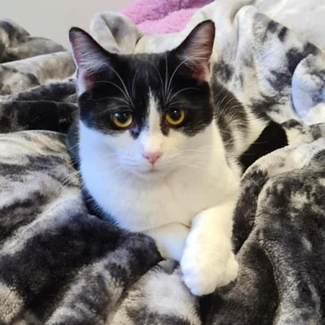 Photo of 10016   P!Nk 