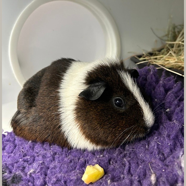 Photo of Nibbles