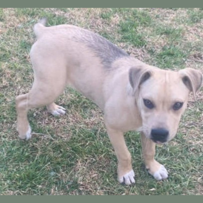 Photo of Zayne ~ 4 Month Old Male Staffy X