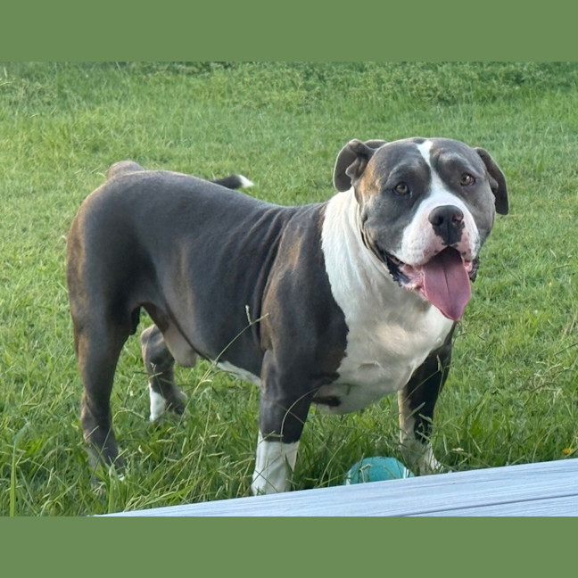 Photo of Biggie *$250 Adoption Fee*
