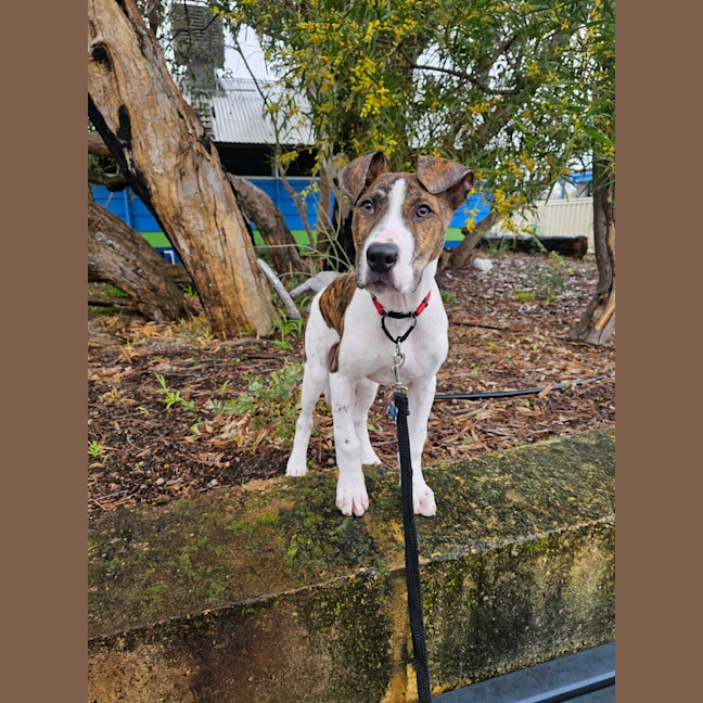 Photo of Milo