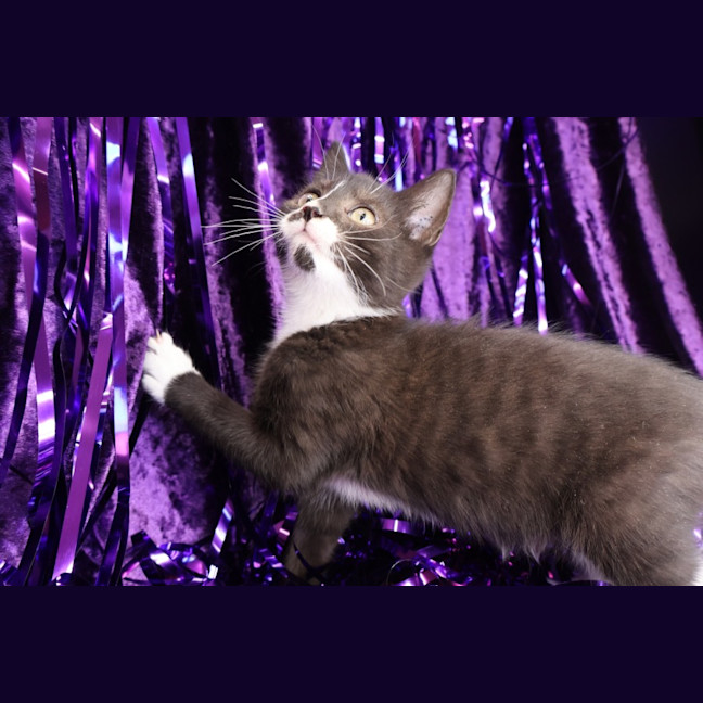 Photo of Rivet