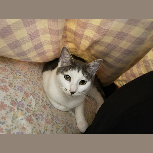 Photo of Annie