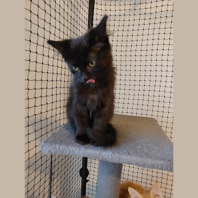 Photo of Benji (Female)