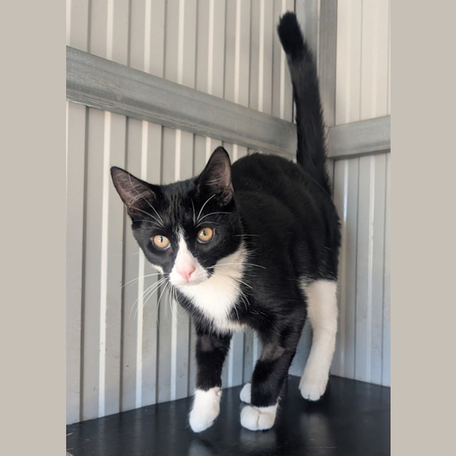 Photo of Felix