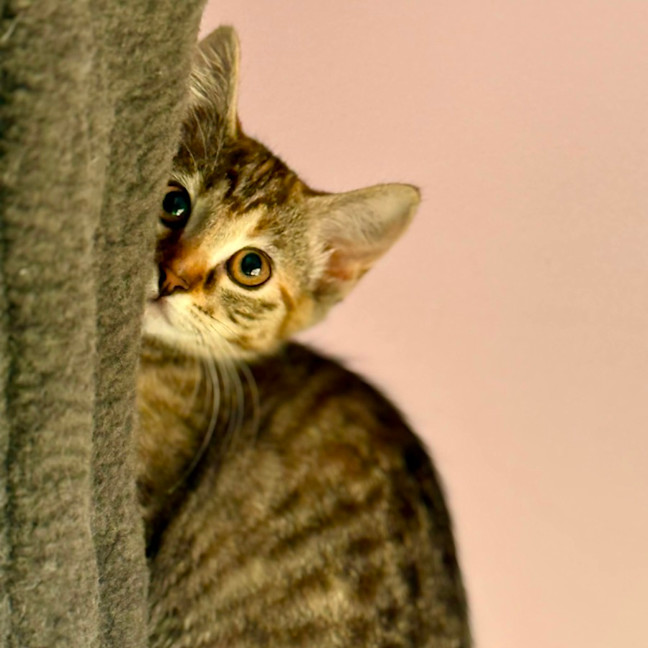 Photo of Amelia   In Foster Care In Templestowe