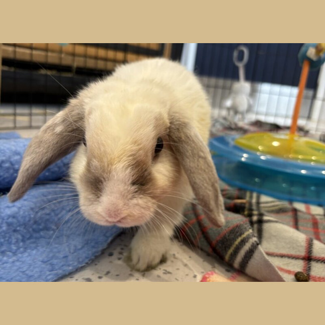 Photo of Aperol Spritz