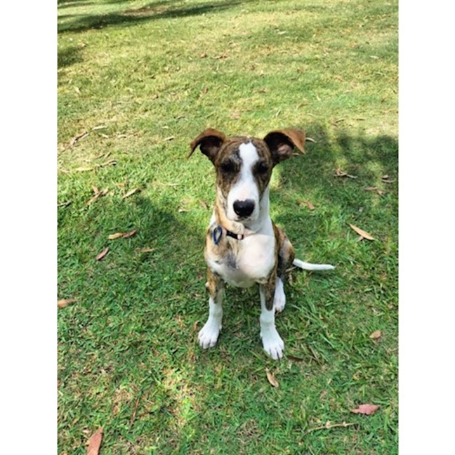 Photo of Dandie *$350 Adoption Fee*