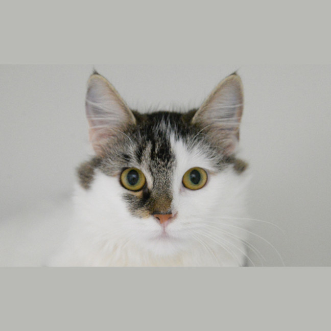 Photo of Catalina