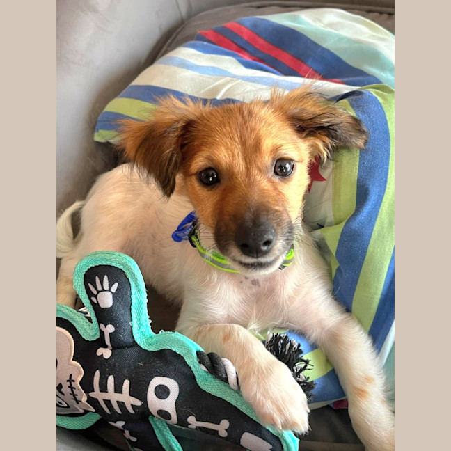 Photo of Lachlan   8 Week Old Foxy X Jrt X Poodle (Hold)