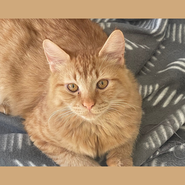 Photo of Simba (Fostered In Perth)