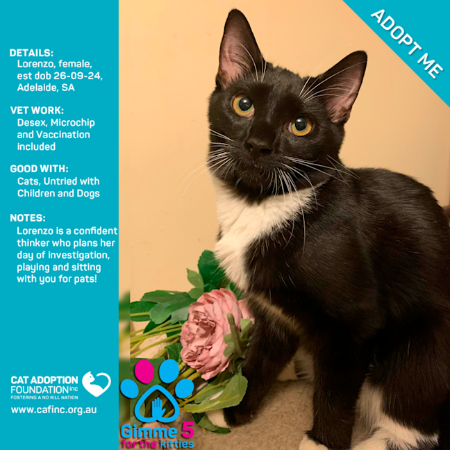 Photo of Lorenzo Just $120 Fully Vetted!