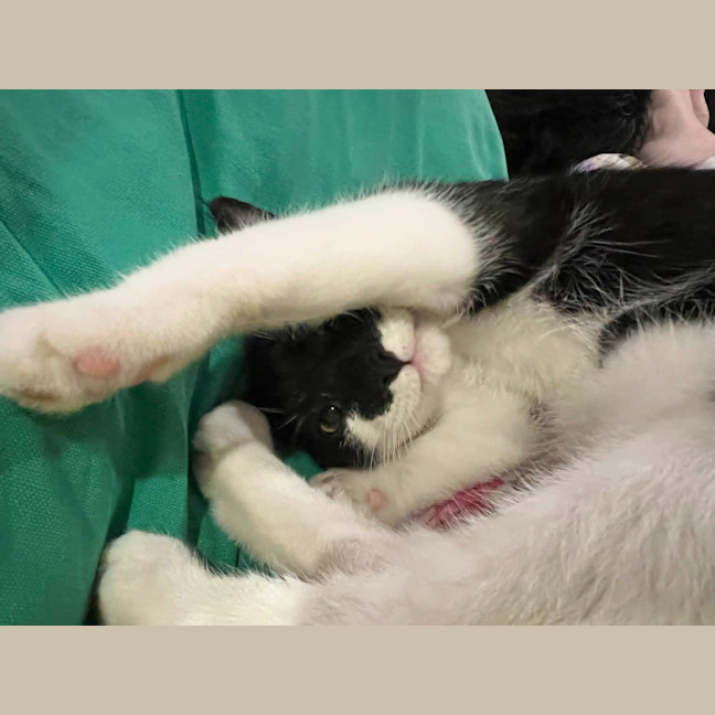 Photo of Atlas