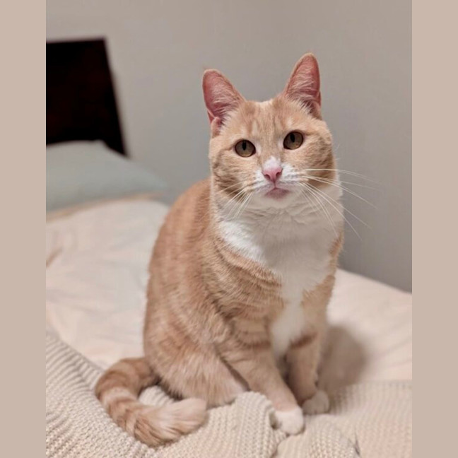 Photo of Peaches