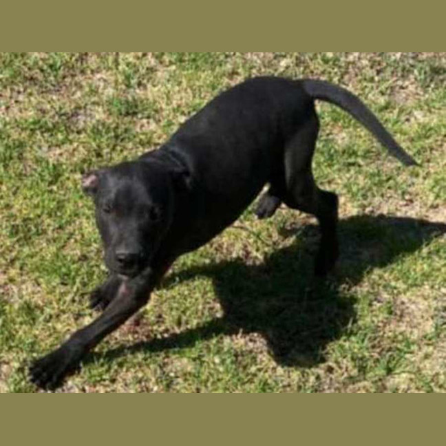 Photo of Louie ~ Staffy X Beagle Puppy