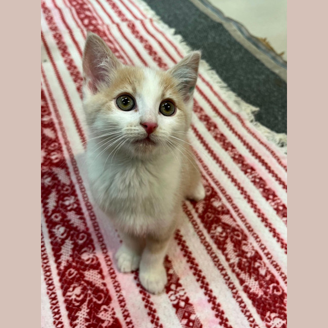 Photo of Thor