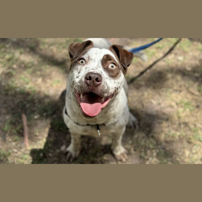Photo of Humphrey