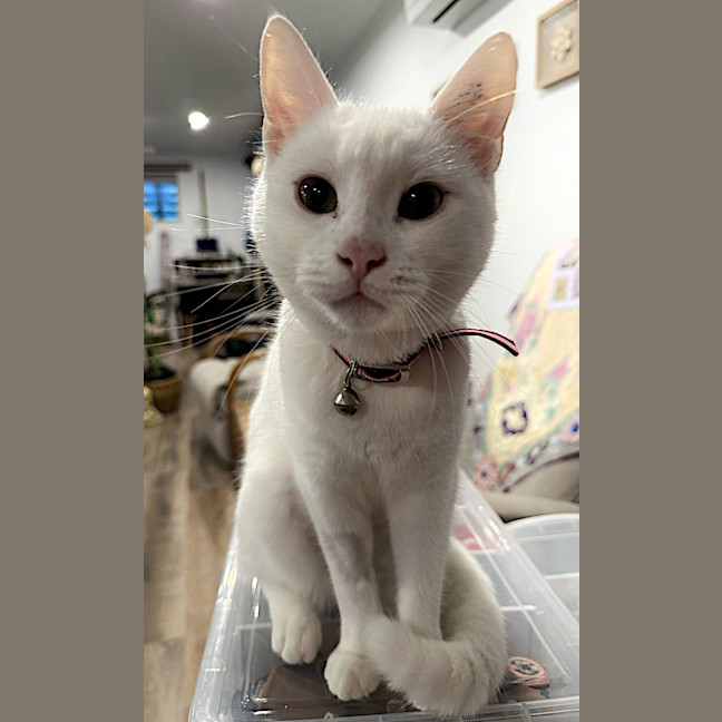 Photo of Bella