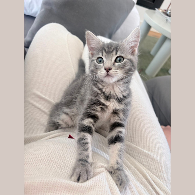 Photo of Milkshake & Matcha