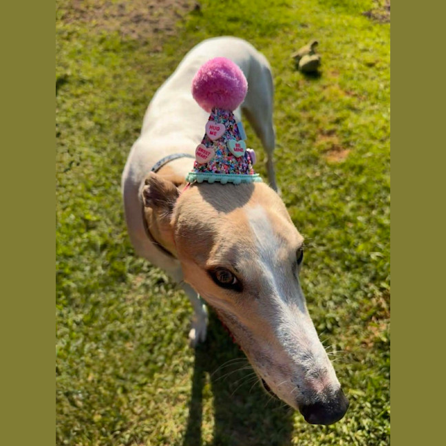 Photo of Cleo, The Greyhound