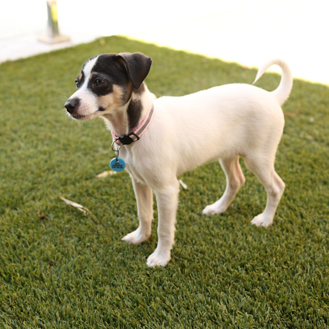 Photo of Jive
