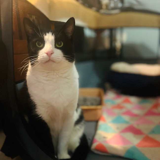 Photo of Bubbles   Assisted Rehome