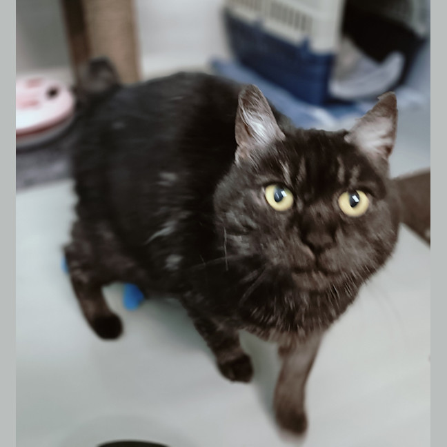Photo of Opie