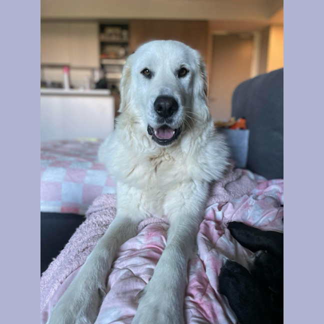 Photo of Luna *9 Lives Project Rescue*