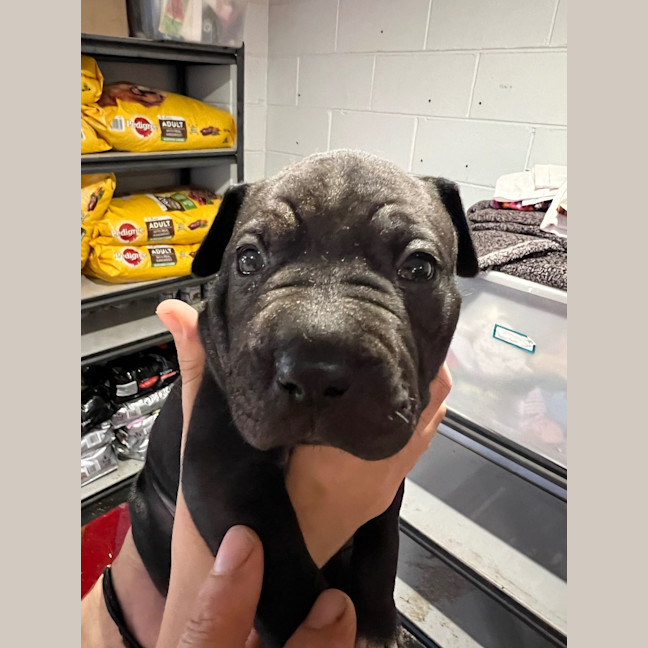 Photo of Lj (Lucille Junior)